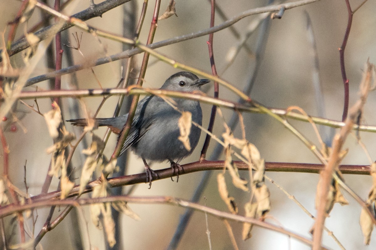 Gray Catbird - Sue Barth