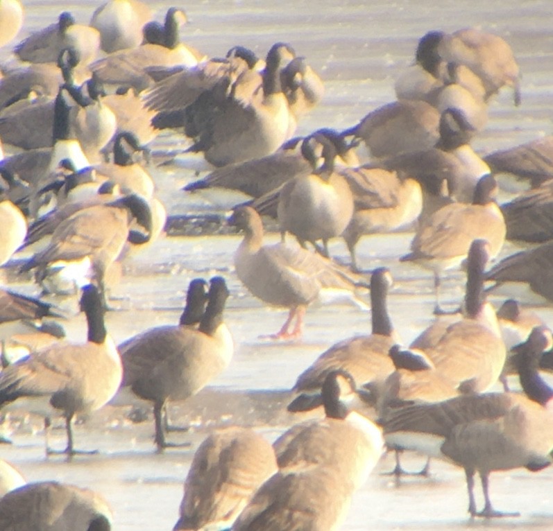 Pink-footed Goose - ML194540521