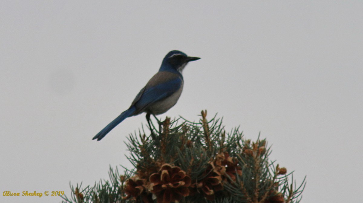 California Scrub-Jay - ML194540651