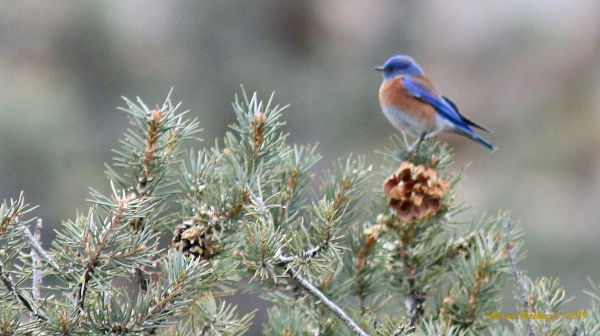 Western Bluebird - ML194540751