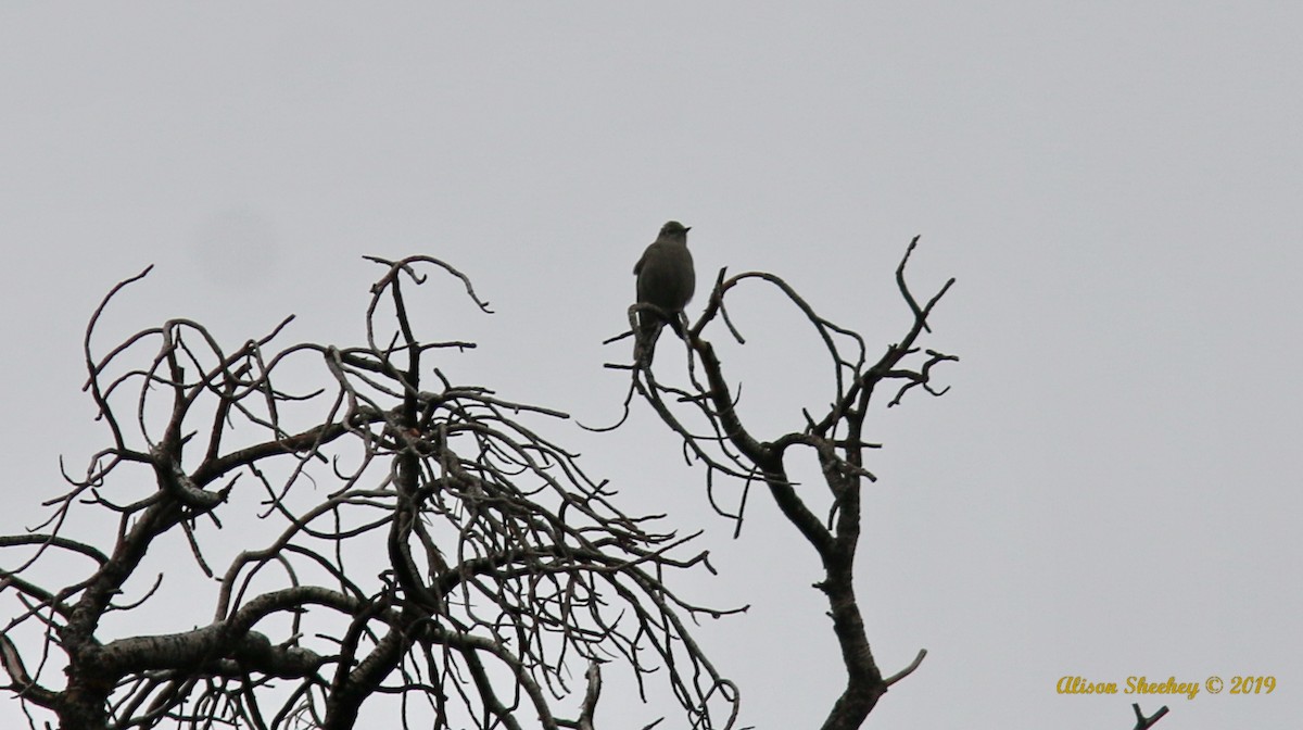Townsend's Solitaire - ML194541031
