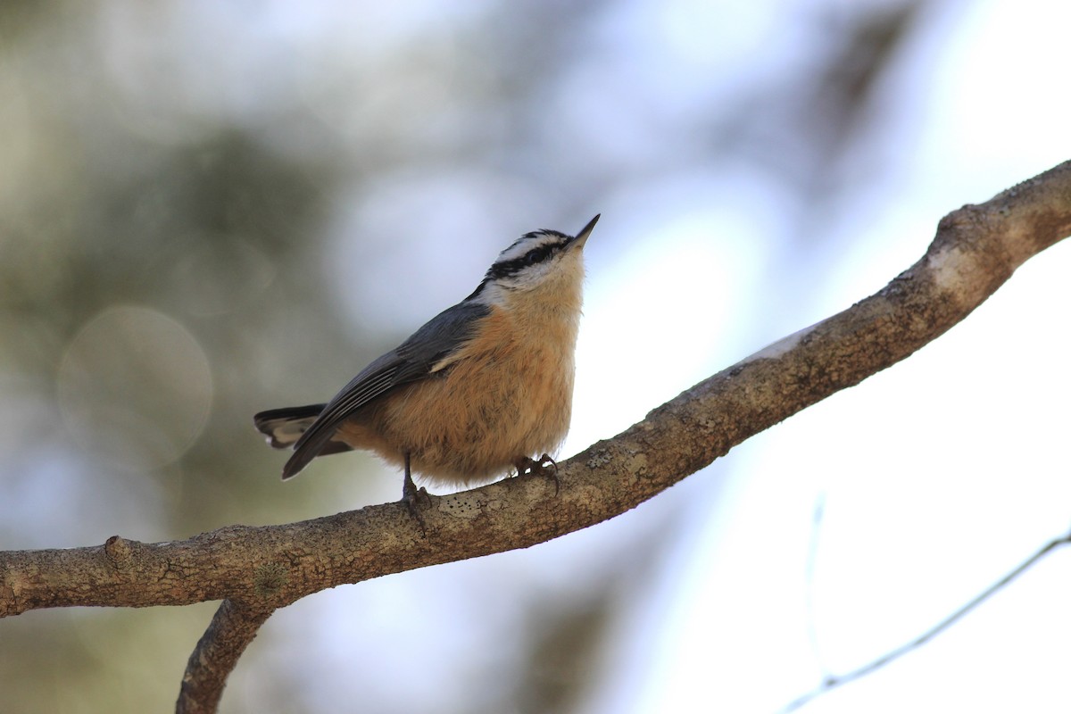 Red-breasted Nuthatch - ML194541231