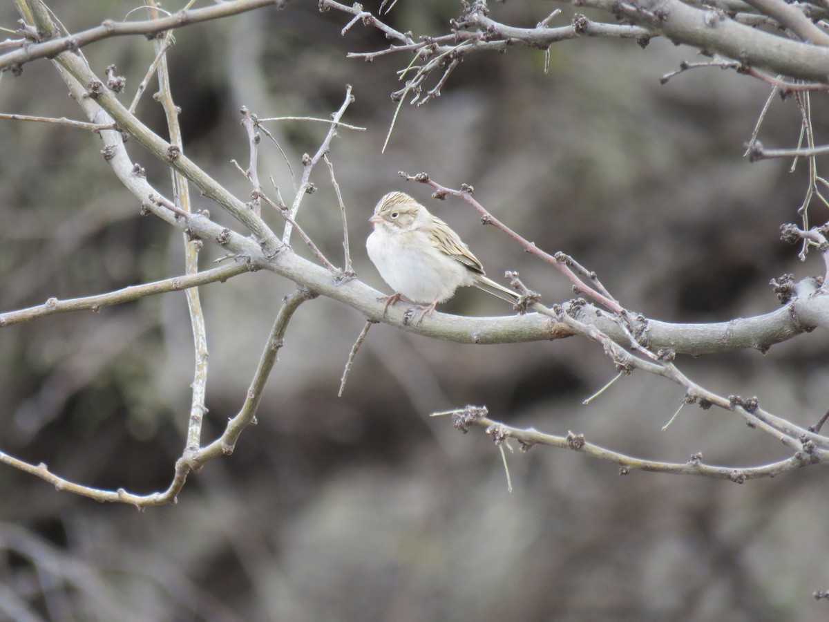 Brewer's Sparrow - Oscar Enrique López Bujanda