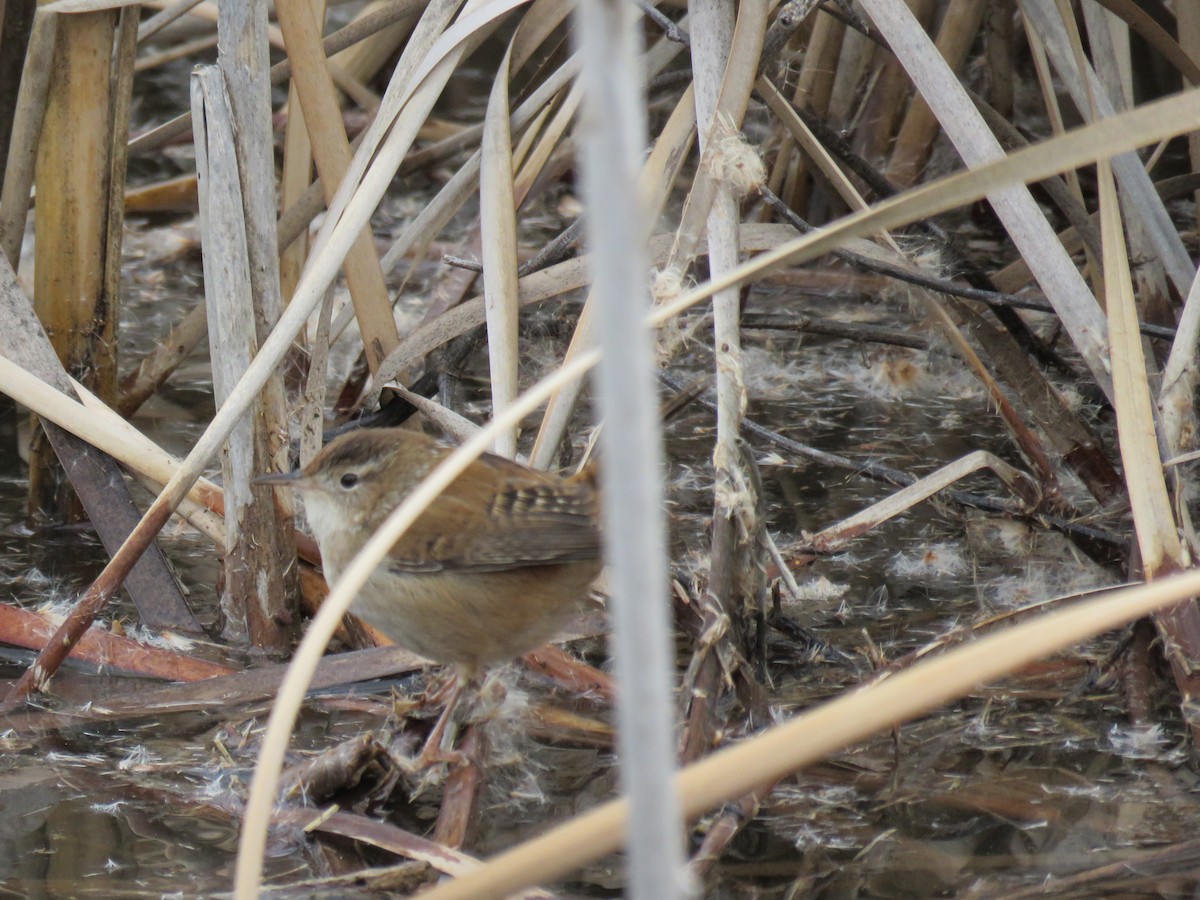 Marsh Wren - ML194542171