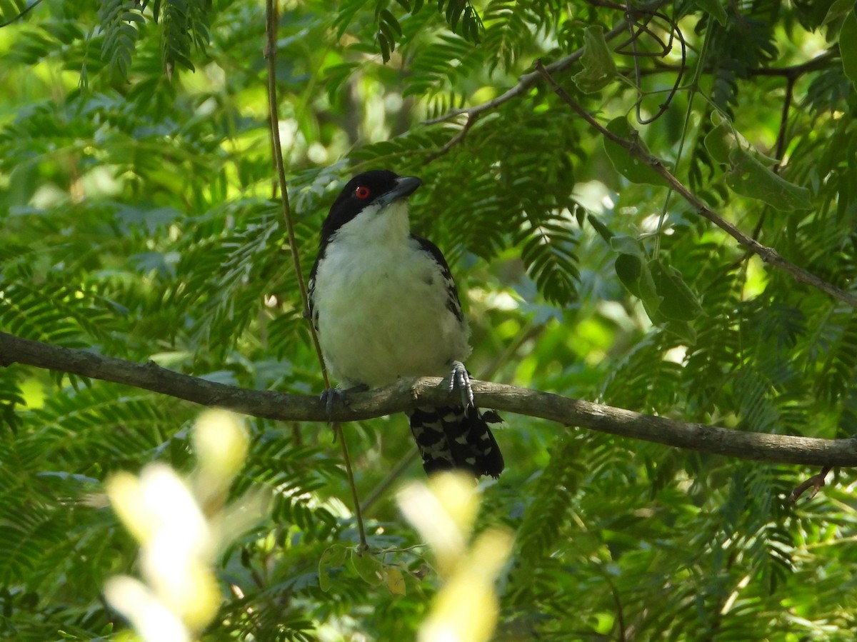 Great Antshrike - Manuel Vega Uyá