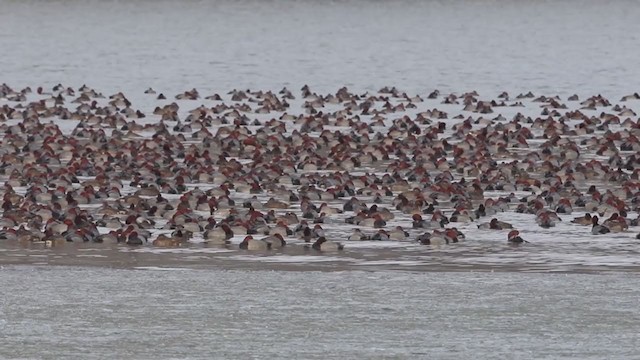 Redhead - ML194543001