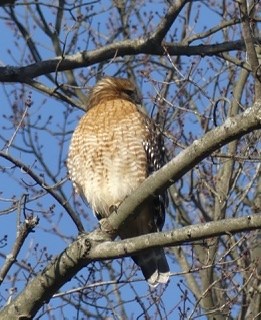 Red-shouldered Hawk - ML194543361