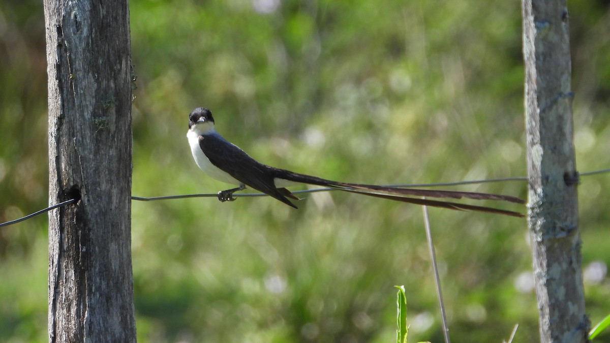 Fork-tailed Flycatcher - Manuel Vega Uyá