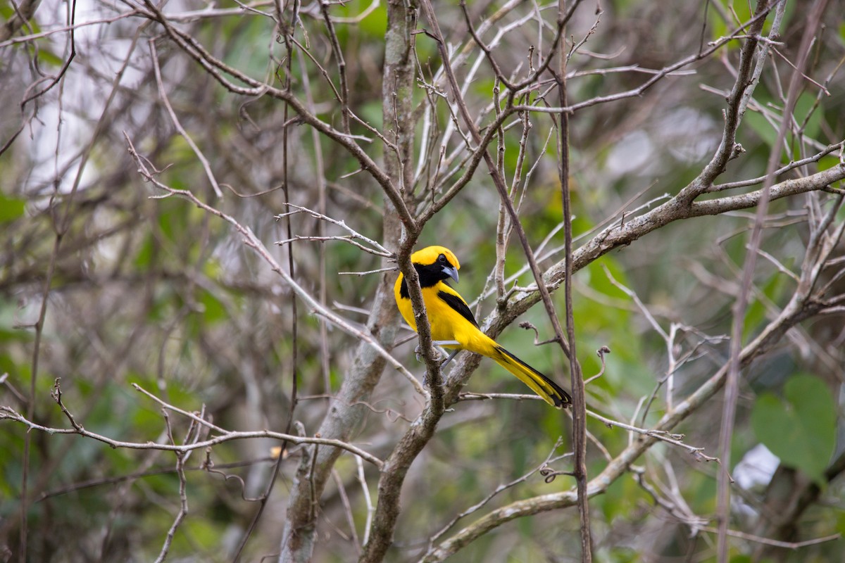 Yellow-tailed Oriole - ML194543631