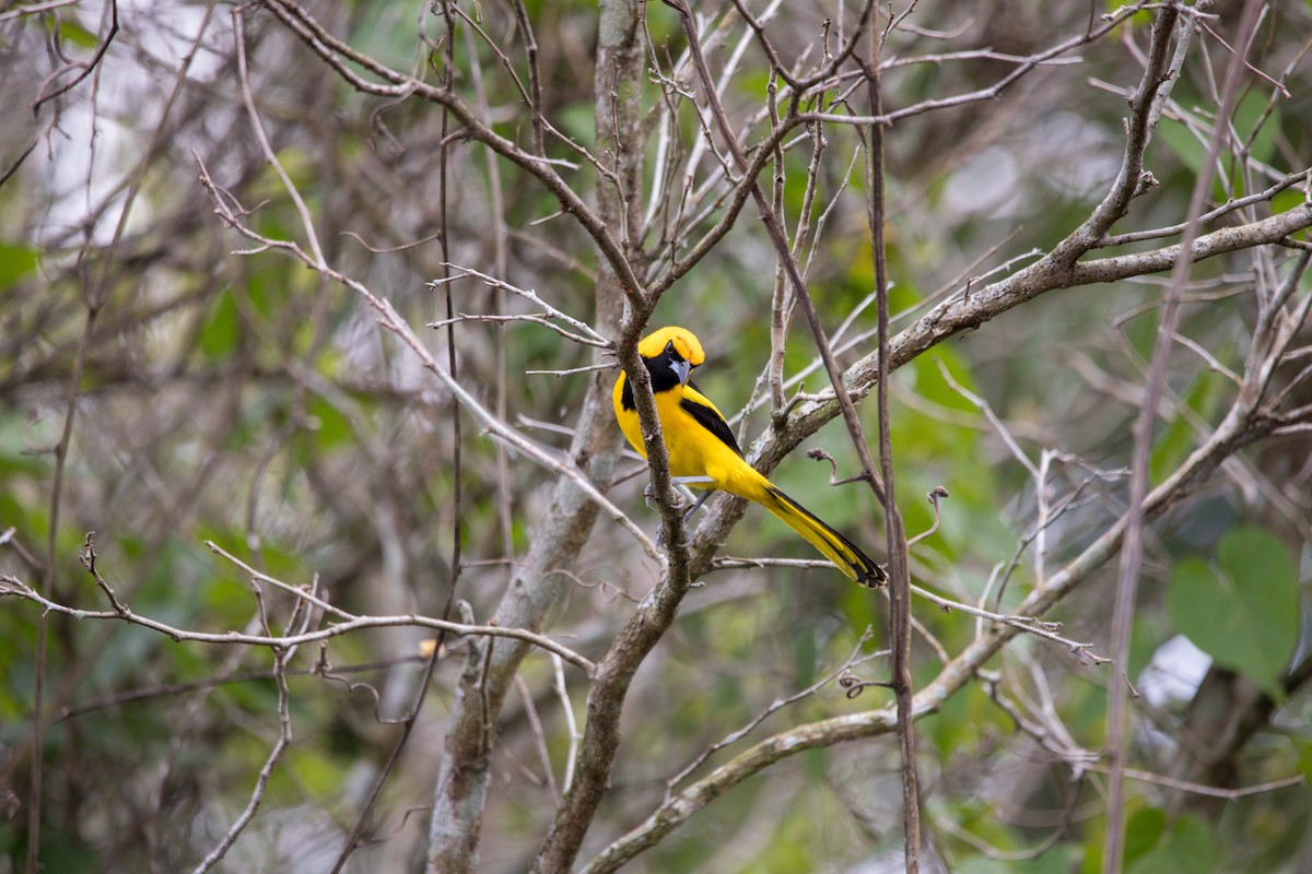 Yellow-tailed Oriole - ML194543641