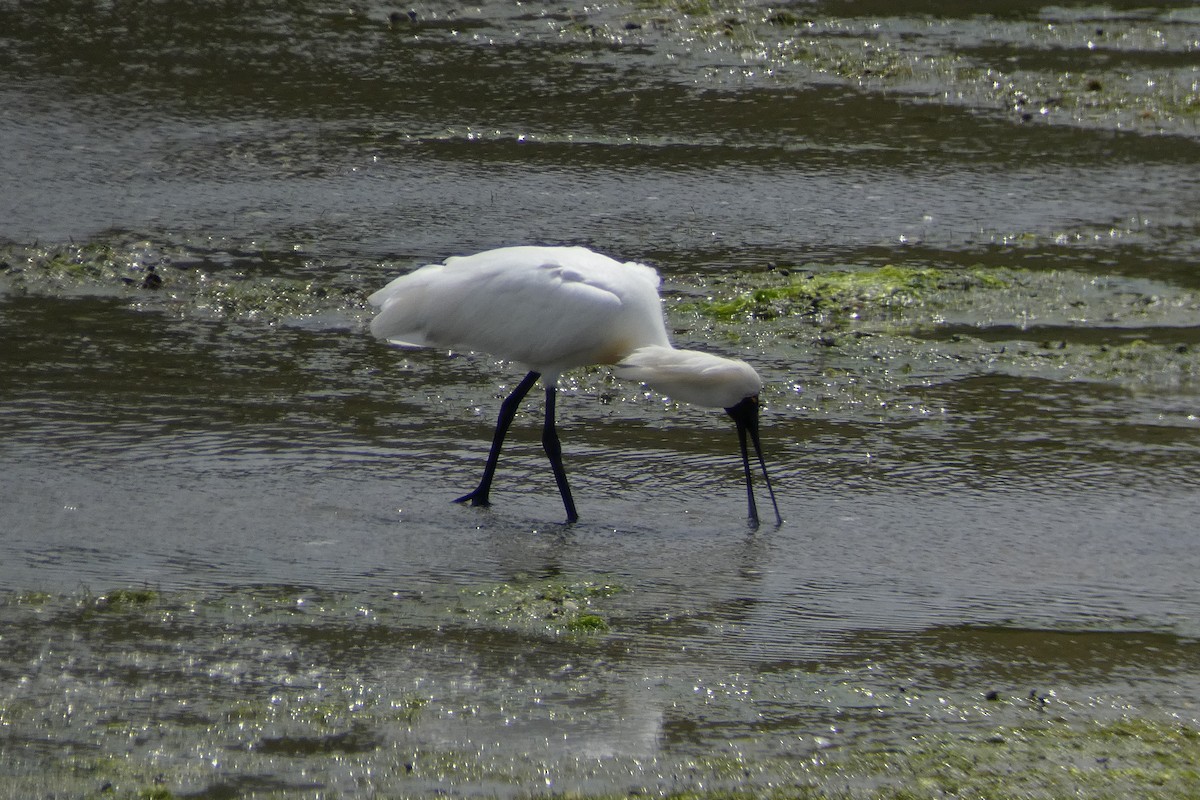 Royal Spoonbill - Tarnia Hodges