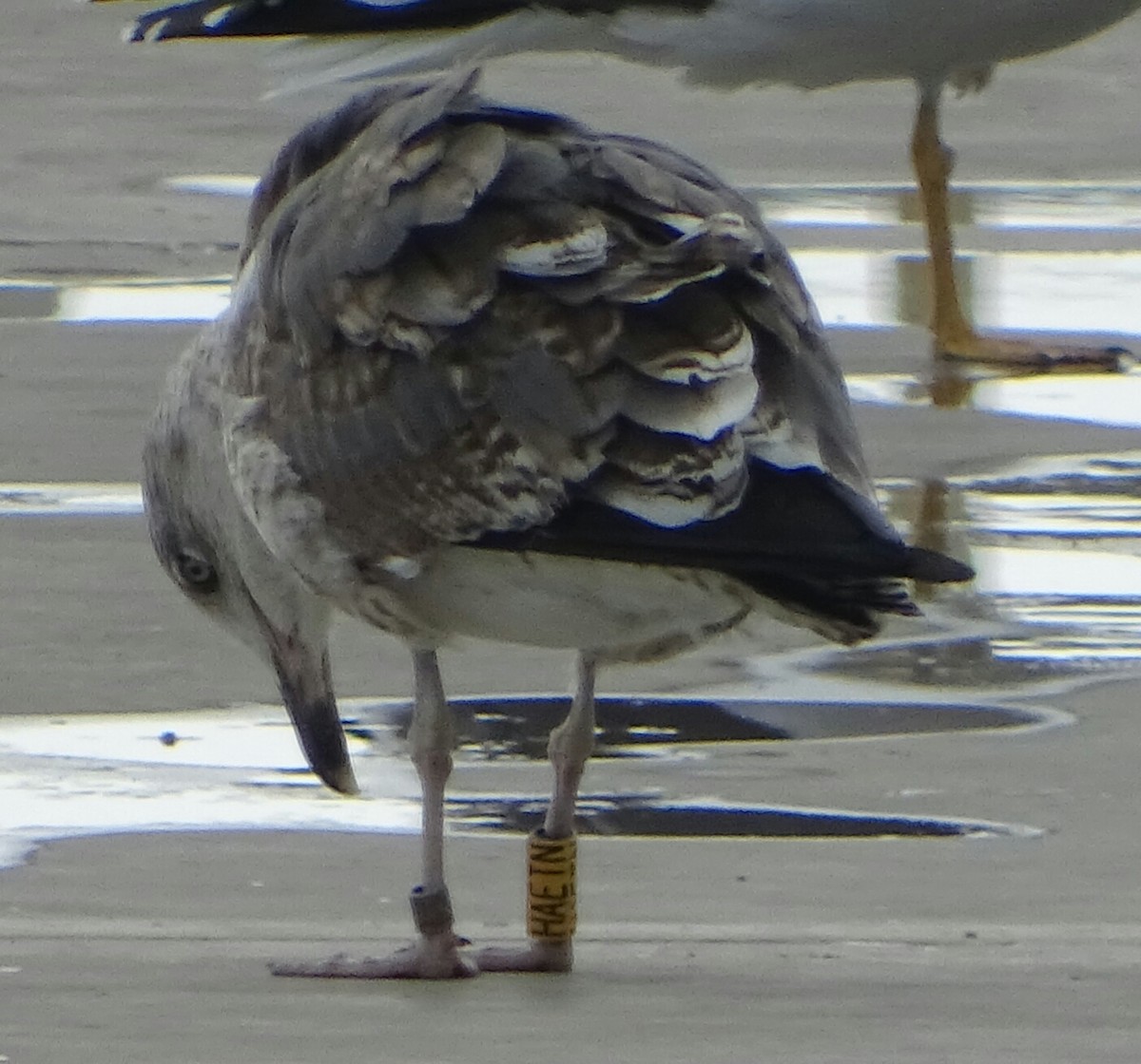 Lesser Black-backed Gull - Antonio Jesús Sepúlveda