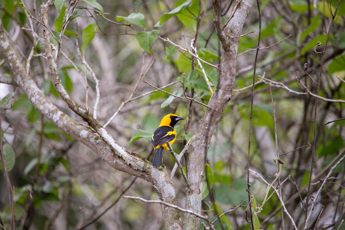 Yellow-tailed Oriole - ML194544561