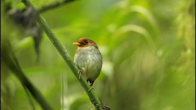 Hooded Antpitta - ML194544851