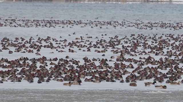 Redhead - ML194545161