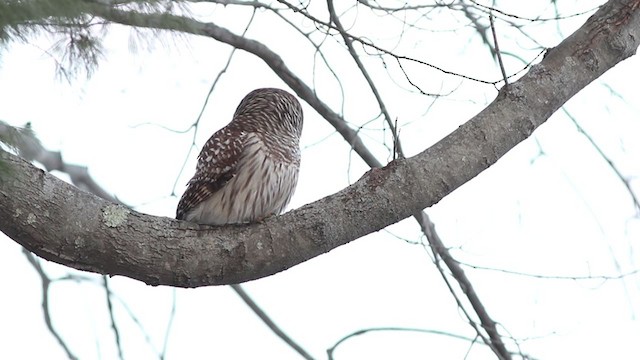 Barred Owl - ML194545861