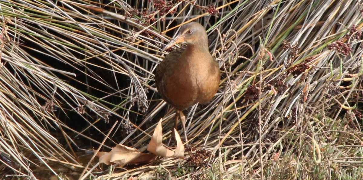 Ridgway's Rail (Light-footed) - ML194546391