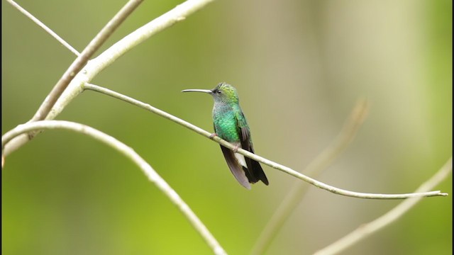 kolibřík bělořitý - ML194546461