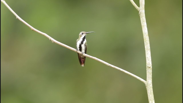 kolibřík tropický - ML194547431