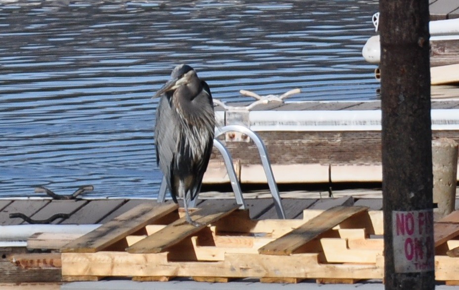 Great Blue Heron - ML194547461