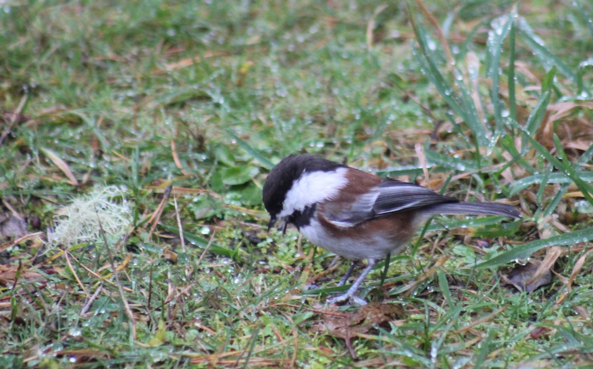 Mésange à dos marron - ML194547511