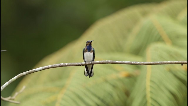 kolibřík bělokrký - ML194548011