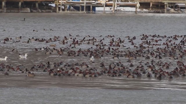 Redhead - ML194548451