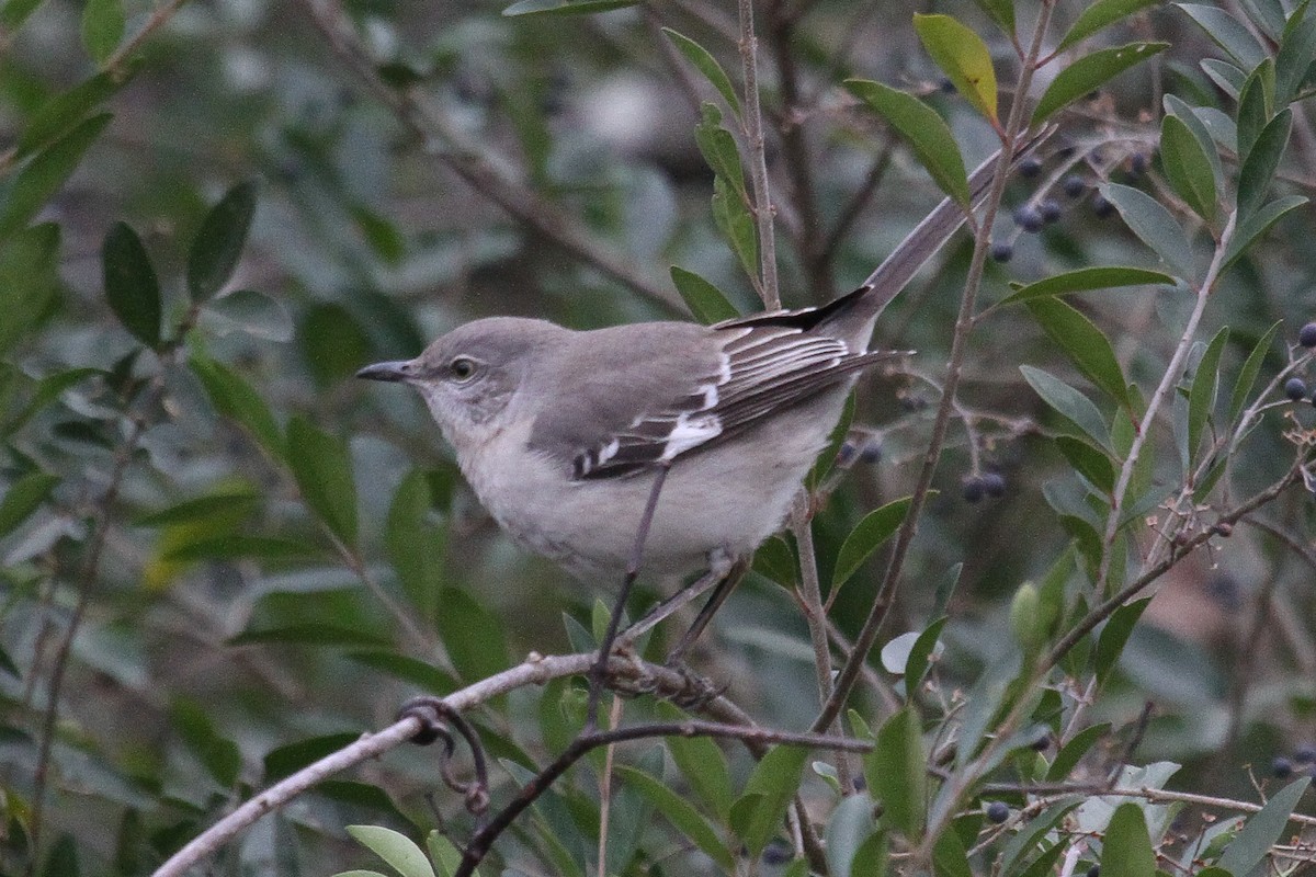 Northern Mockingbird - ML194548601