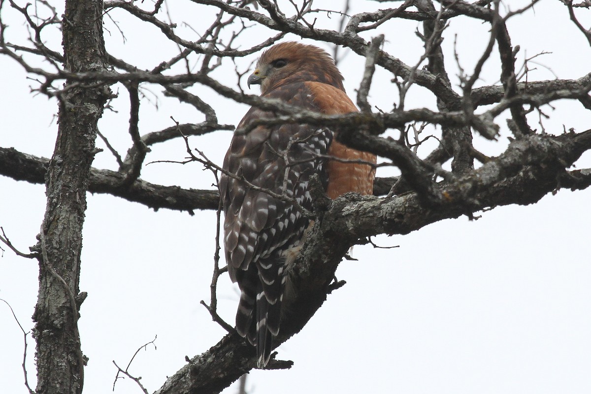Red-shouldered Hawk - ML194548861