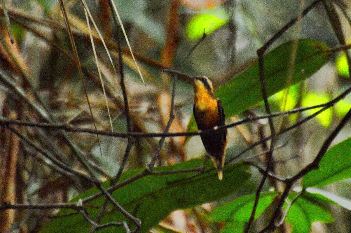 kolibřík malý - ML194549101