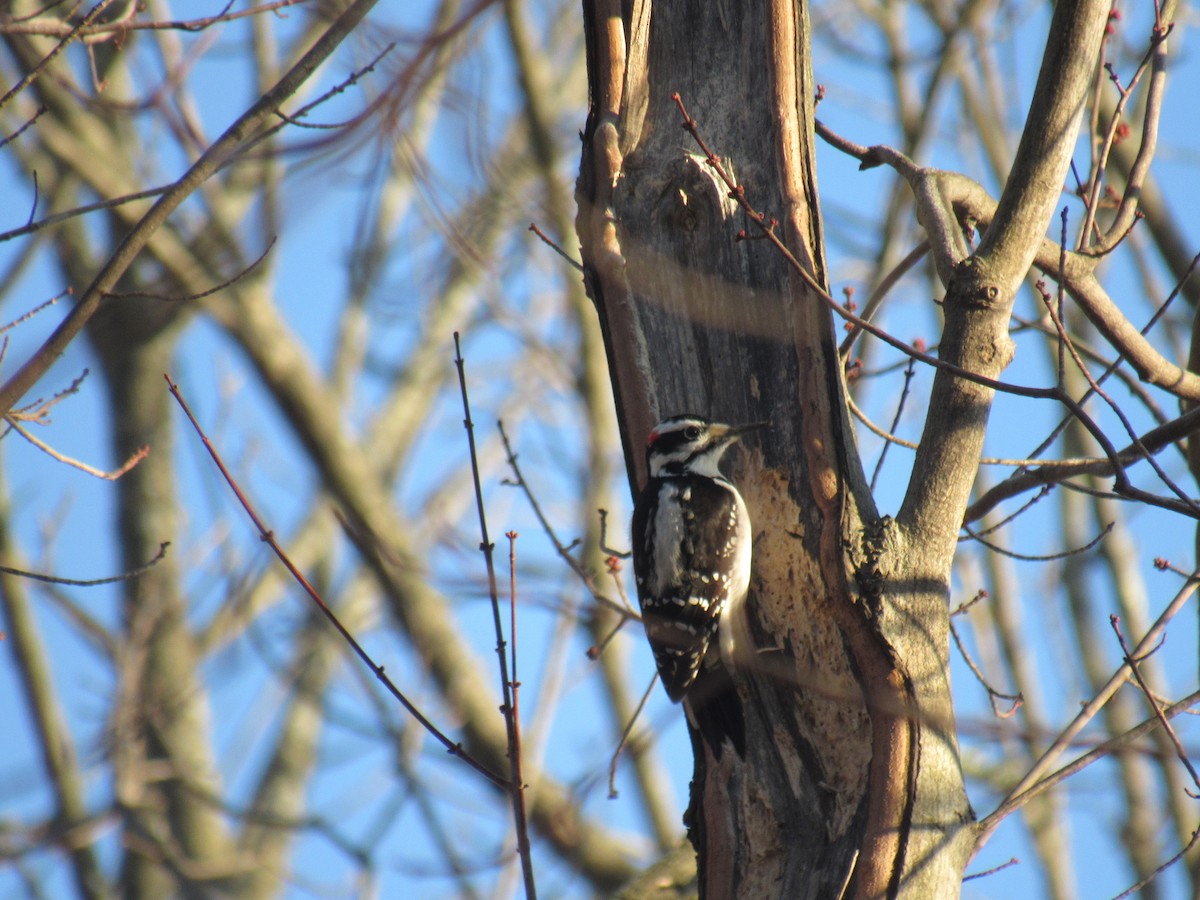 Hairy Woodpecker - ML194549441