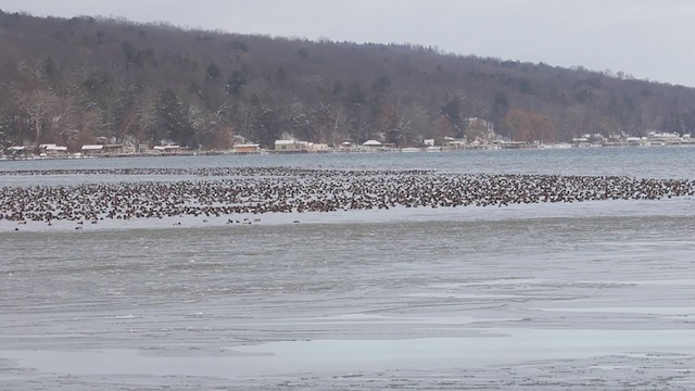 Redhead - ML194550071