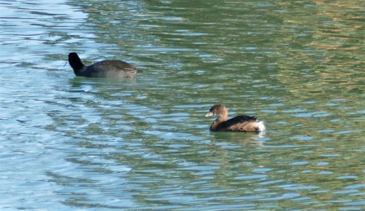 Pied-billed Grebe - ML194550151