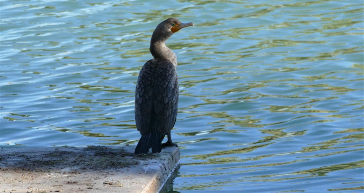 Double-crested Cormorant - ML194550401