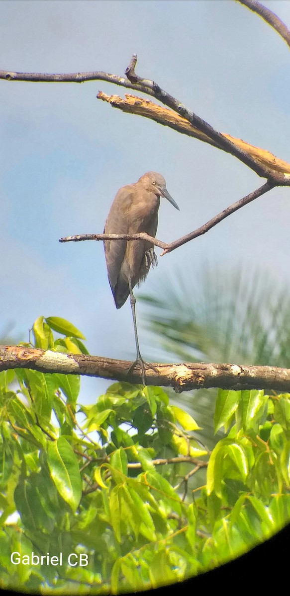 Reddish Egret - ML194552171