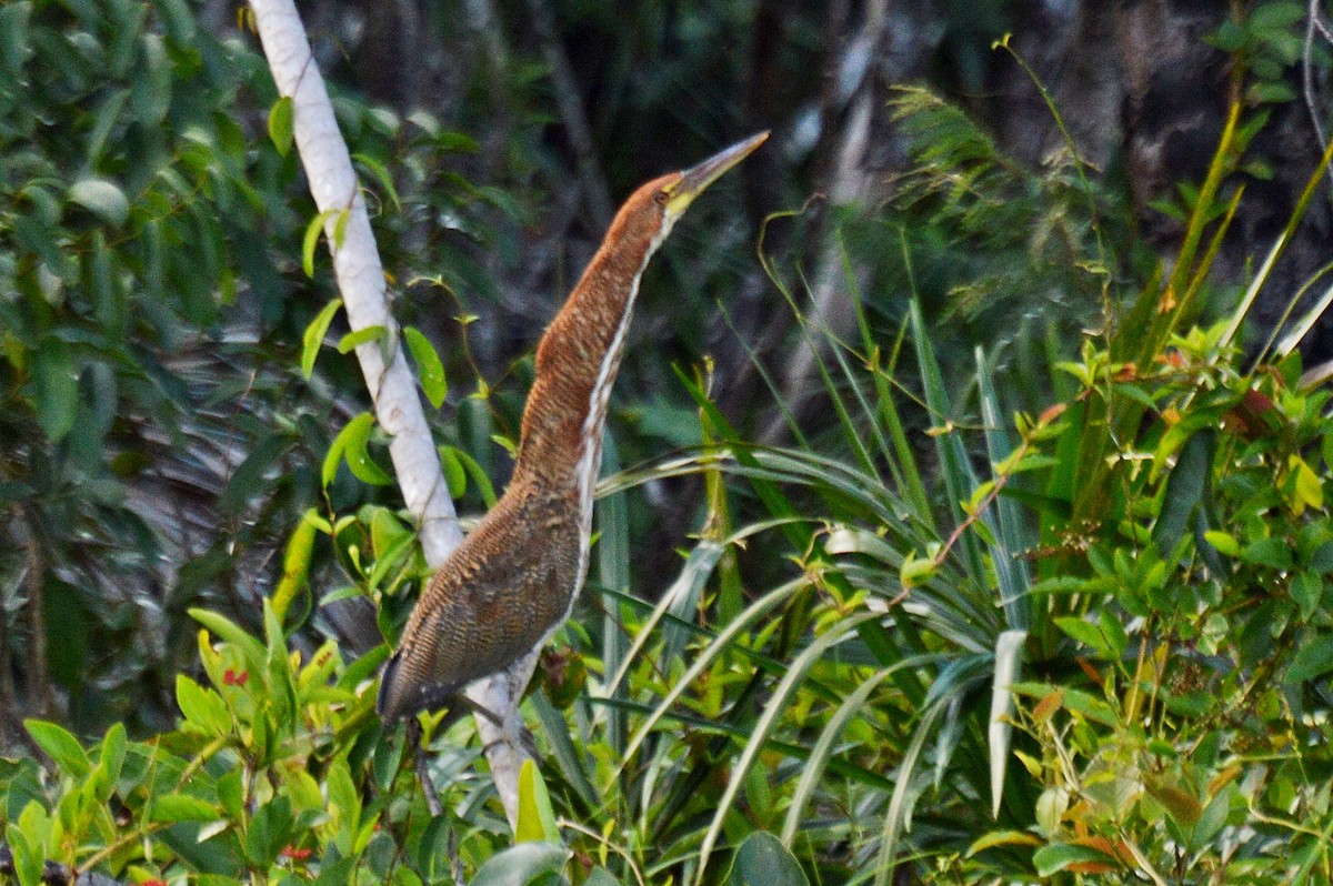 Rufescent Tiger-Heron - ML194552291