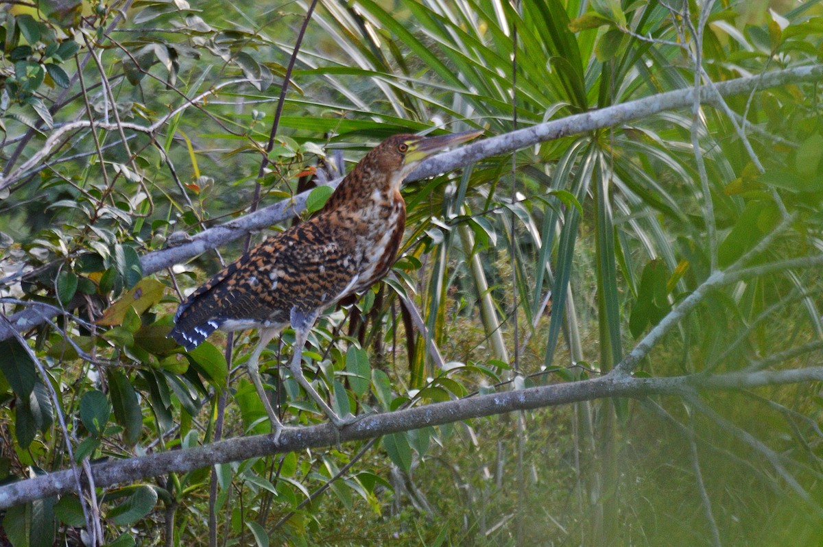 Rufescent Tiger-Heron - ML194552361