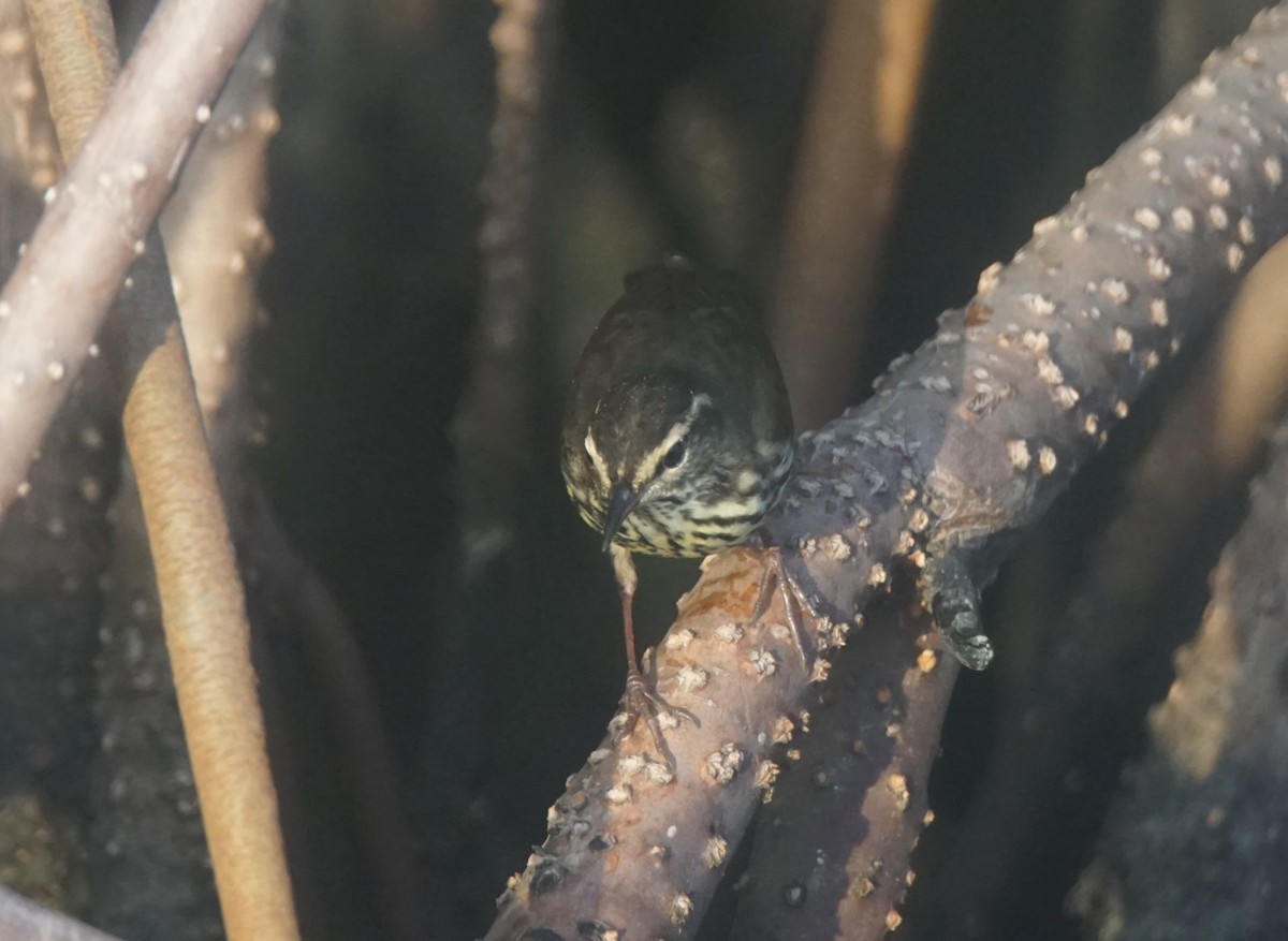 Northern Waterthrush - Nevine Jacob