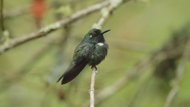 White-throated Daggerbill - ML194554601