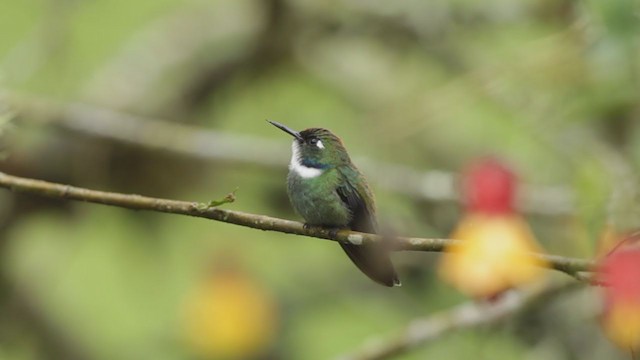 White-throated Daggerbill - eBird