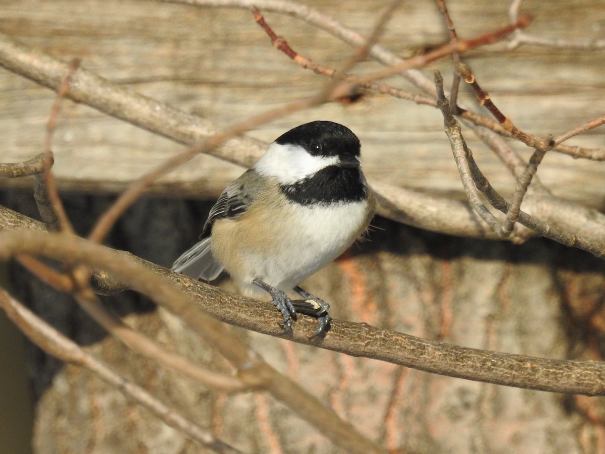 Black-capped Chickadee - ML194555201