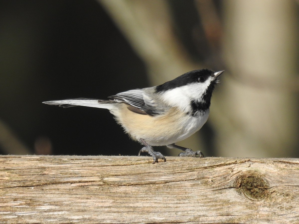 Black-capped Chickadee - ML194557321