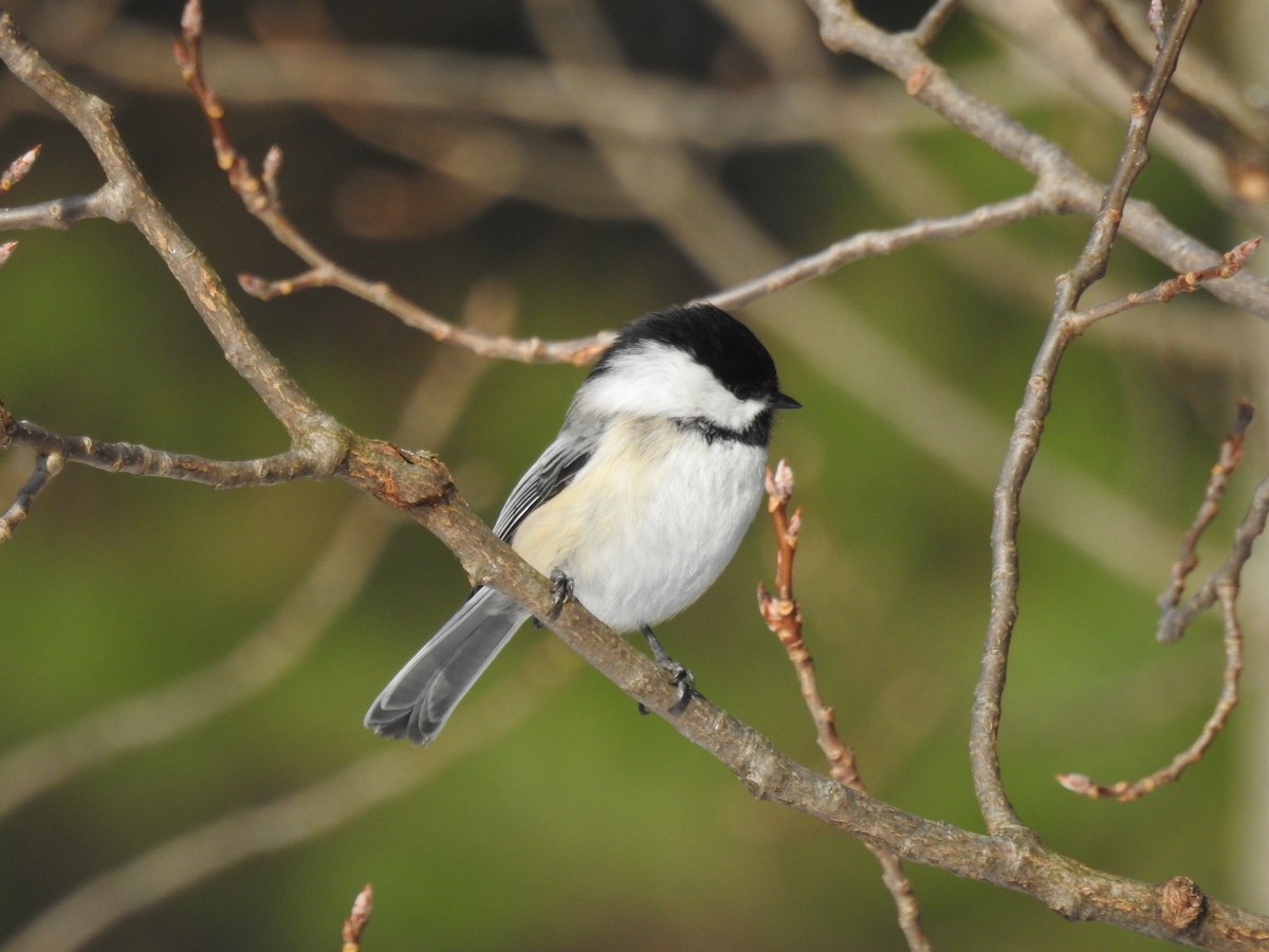 Black-capped Chickadee - ML194557701
