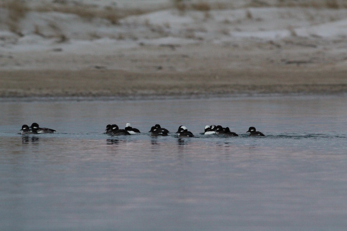 Bufflehead - ML194558301