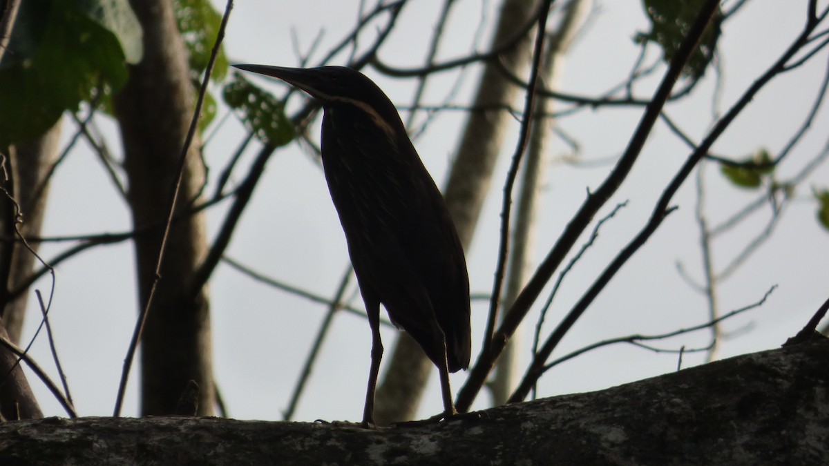 Black Bittern - Jack Shutt