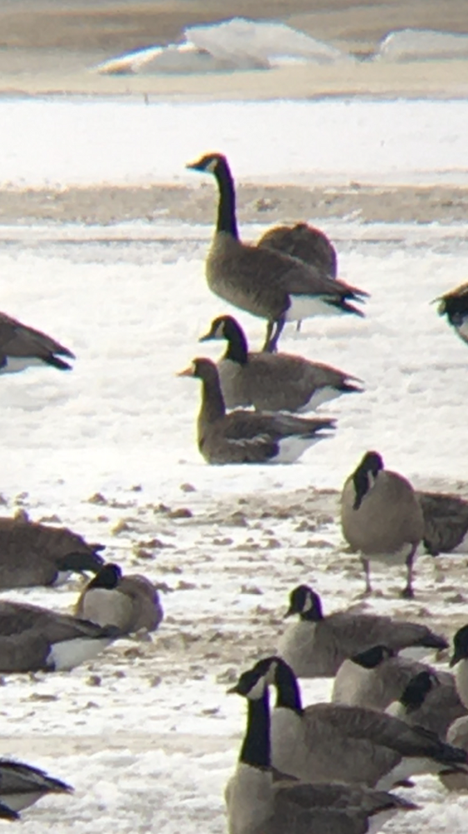 Greater White-fronted Goose - ML194562031