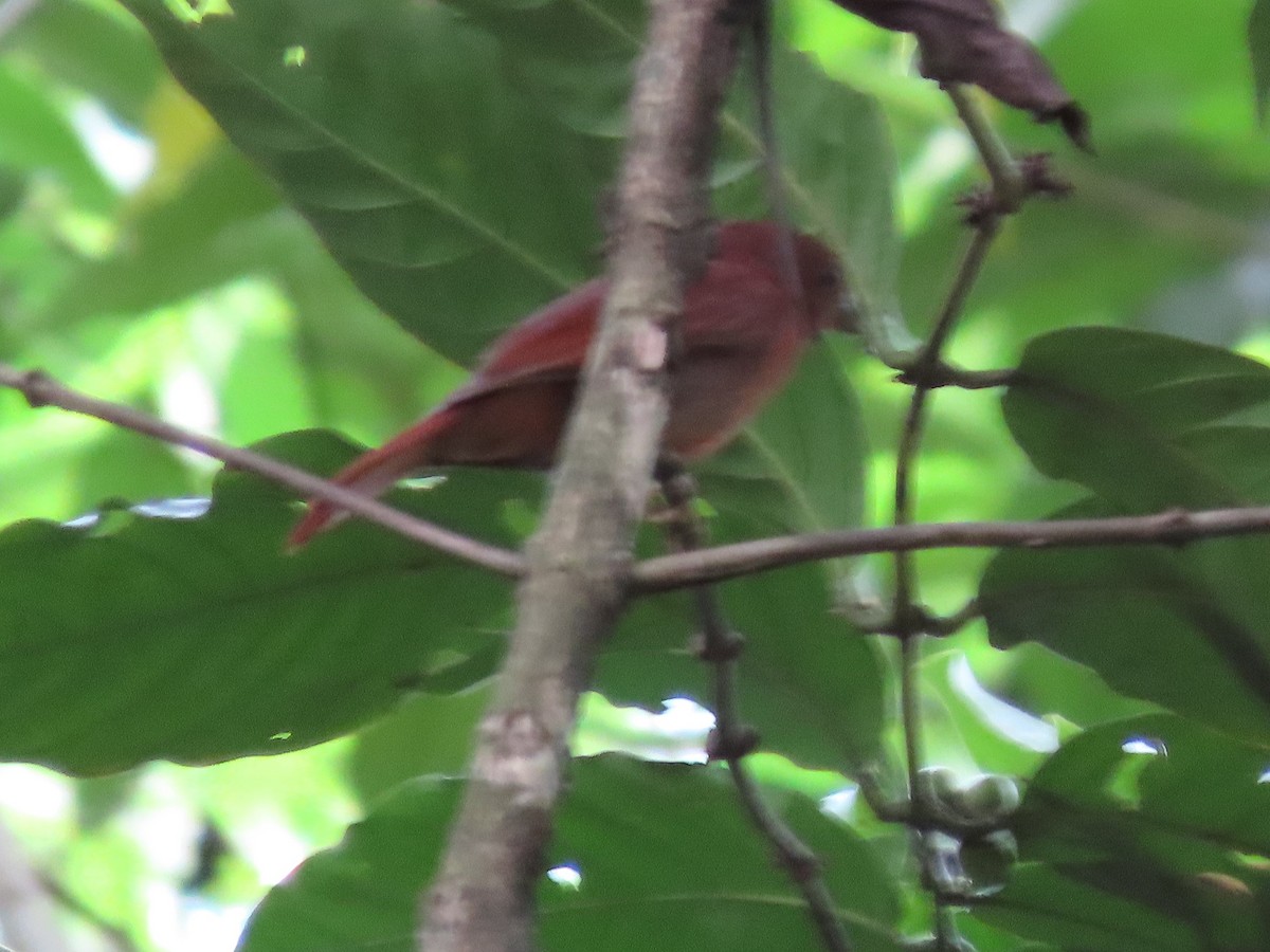 Red-crowned Ant-Tanager - ML194562551
