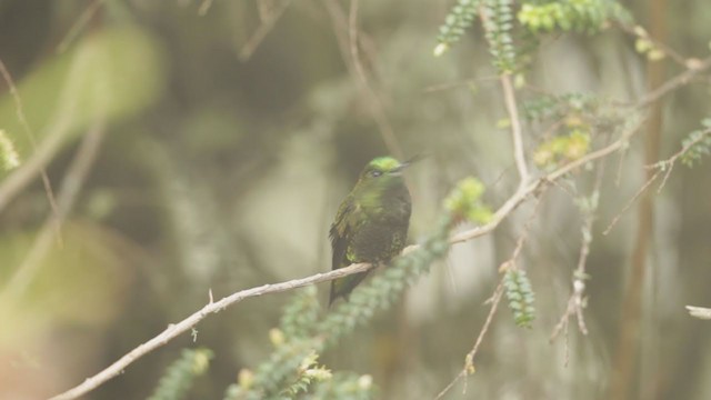 Black-thighed Puffleg - ML194564461