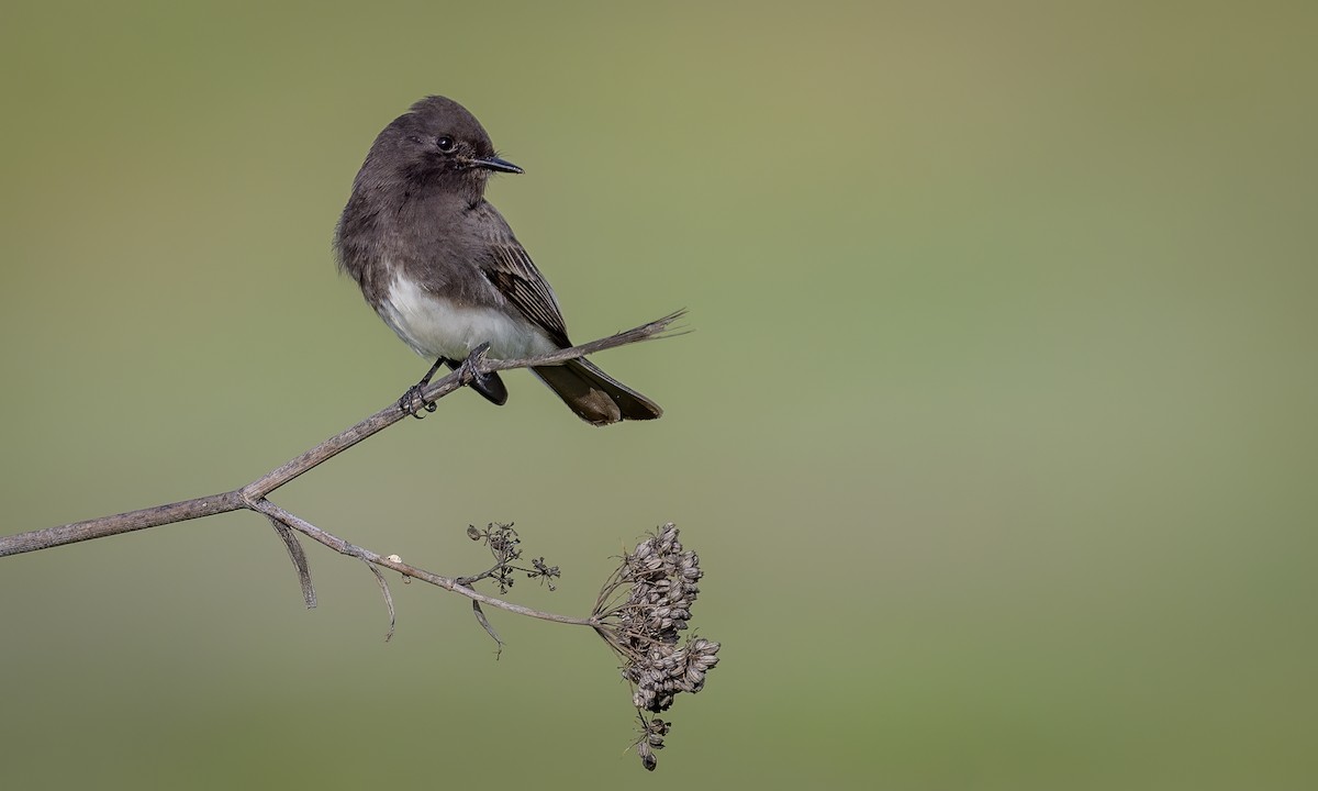 Black Phoebe - Becky Matsubara