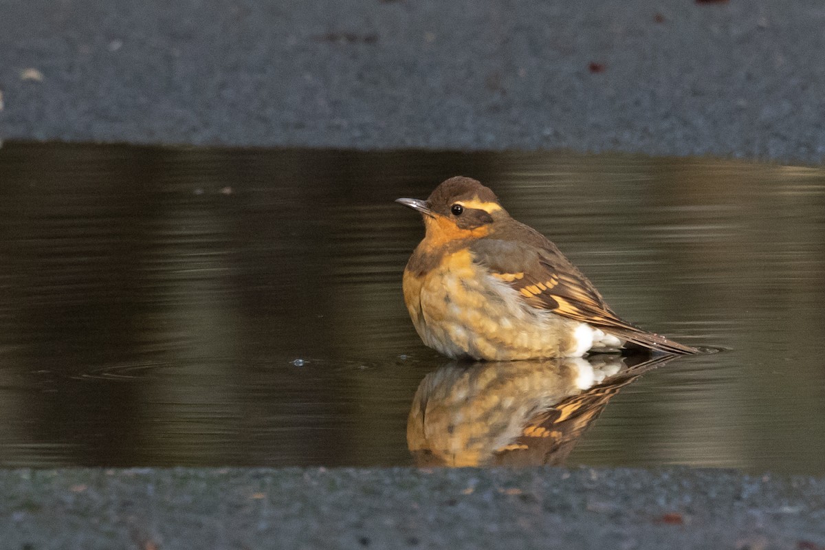 Varied Thrush - ML194566001